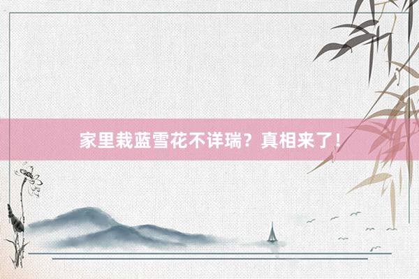 家里栽蓝雪花不详瑞?真相来了!