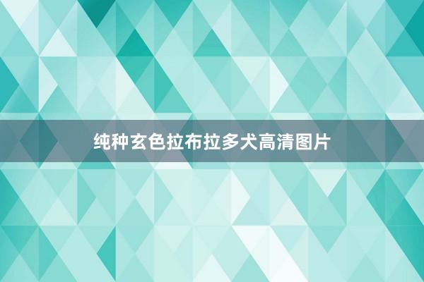 纯种玄色拉布拉多犬高清图片